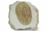 Huge, Fossil Pseudobasilicus planus Trilobite - Russia #360297-1